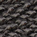 Dolphins-22.jpg