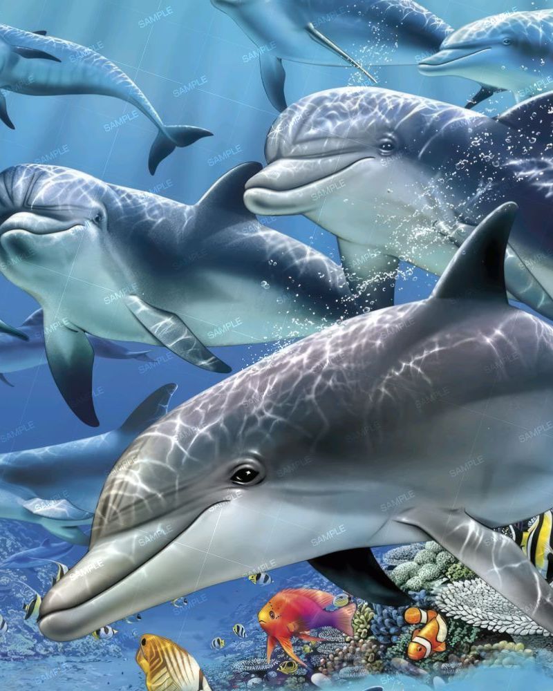 Dolphins 28
