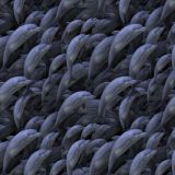 Dolphins-24.jpg