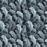 Dolphins-25.jpg