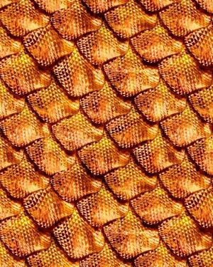 Dragon Scales 22