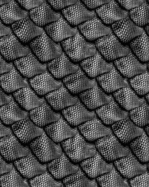Dragon Scales 23