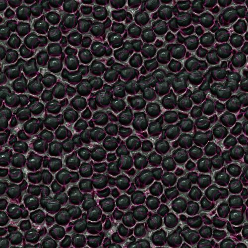 Dragon Underbelly Skin 23