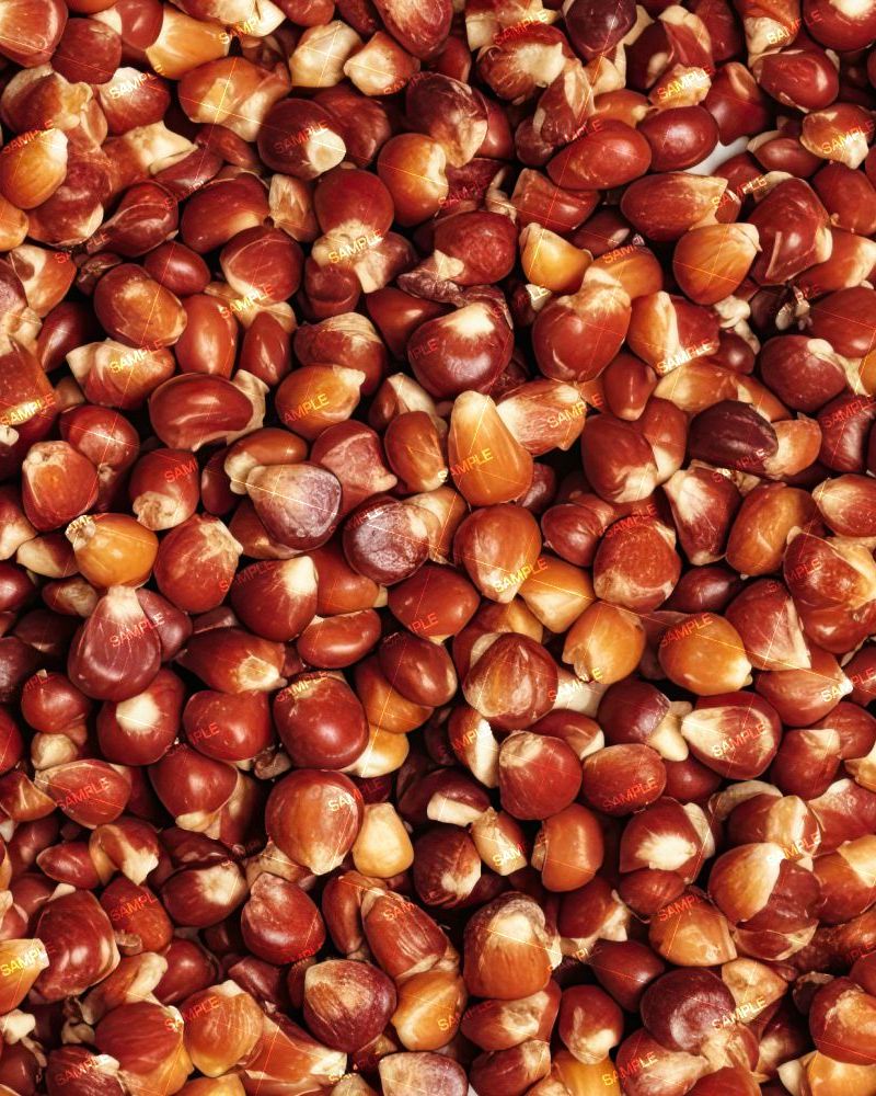 Dried Red Corn