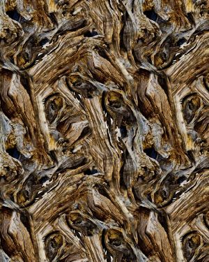 Driftwood 22