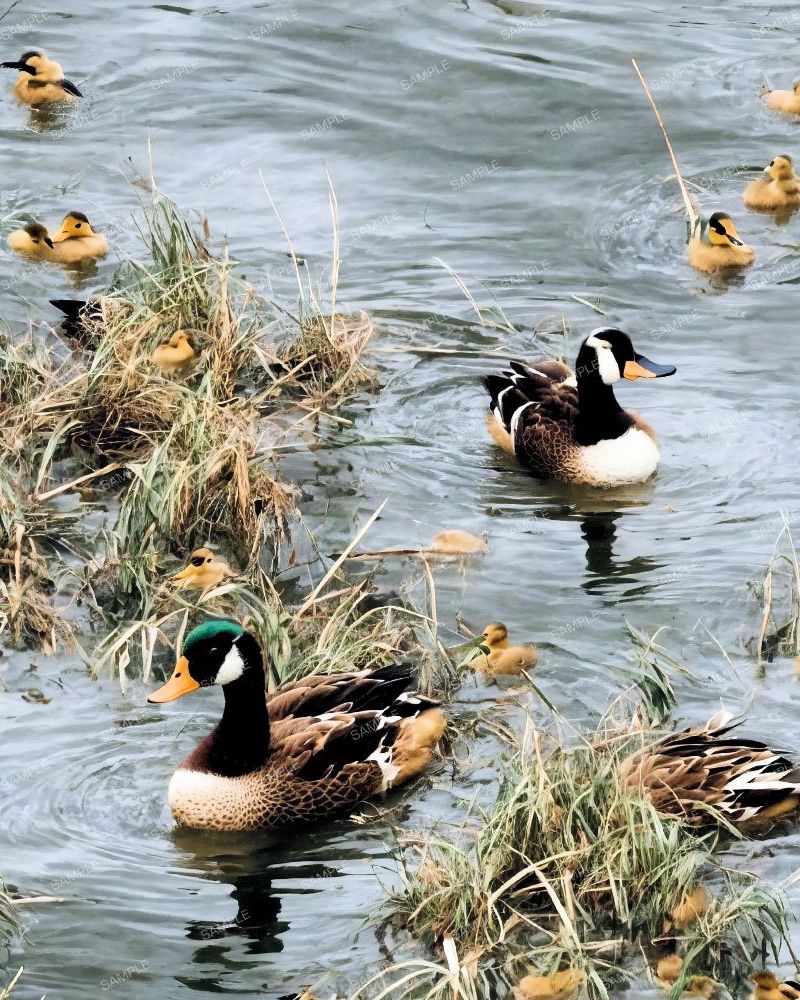 Duck Pond with Ducklings