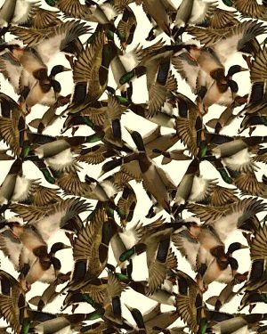 Ducks