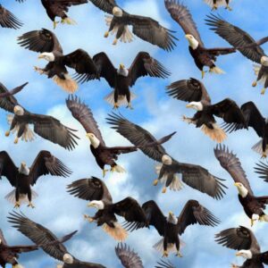 Eagles 24