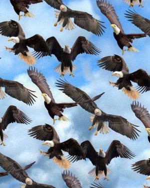 Eagles 24