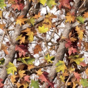 Early Fall Camouflage