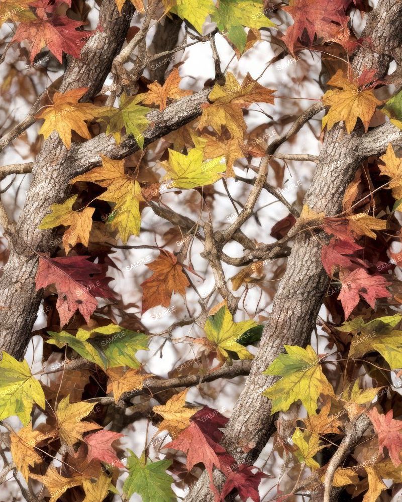 Early Fall Camouflage