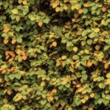 Early-Fall-Foilage-42.jpg