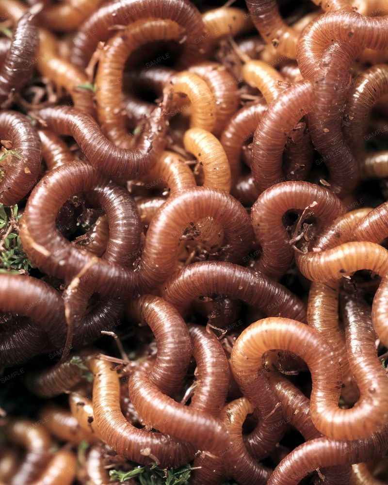 Earthworms 44