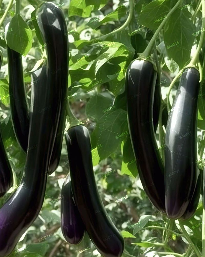 Eggplants 42