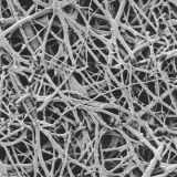 Eggshell-Macro.jpg