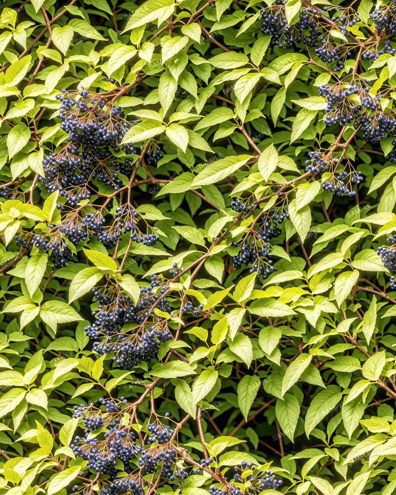 Elderberry Bush