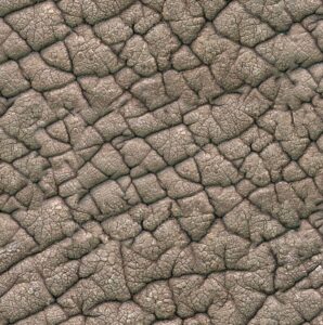 Elephant Hide 24