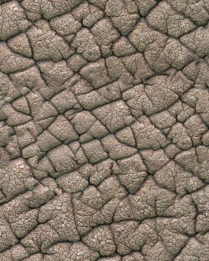 Elephant Hide 24