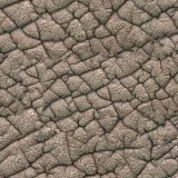 Elephant-Hide-24.jpg