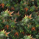 Elephant-Jungle-Kush.jpg