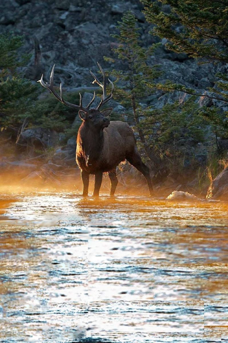 Elk 22