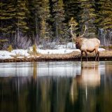 Elk-23.jpg