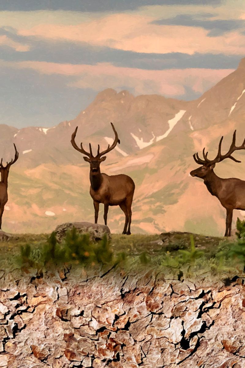 Elk Ridge 11×16