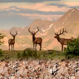 Elk-Ridge-11x16-1.jpg