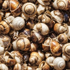 Empty Snail Shells
