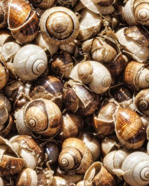 Empty Snail Shells