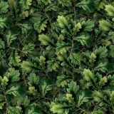 English-Oak-thumb.jpg