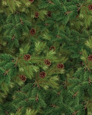 Evergreen Fir With Cones