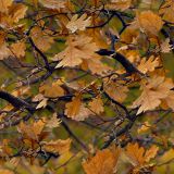 Fall-Branch-Camo-22-thumb.jpg