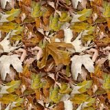 Fall-Leaves.jpg