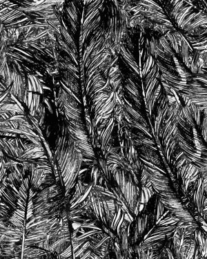 Feathers 28