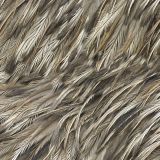 Feathers-33.jpg