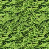 Fern-Fields-22.jpg