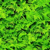 Fern-Fields-23.jpg