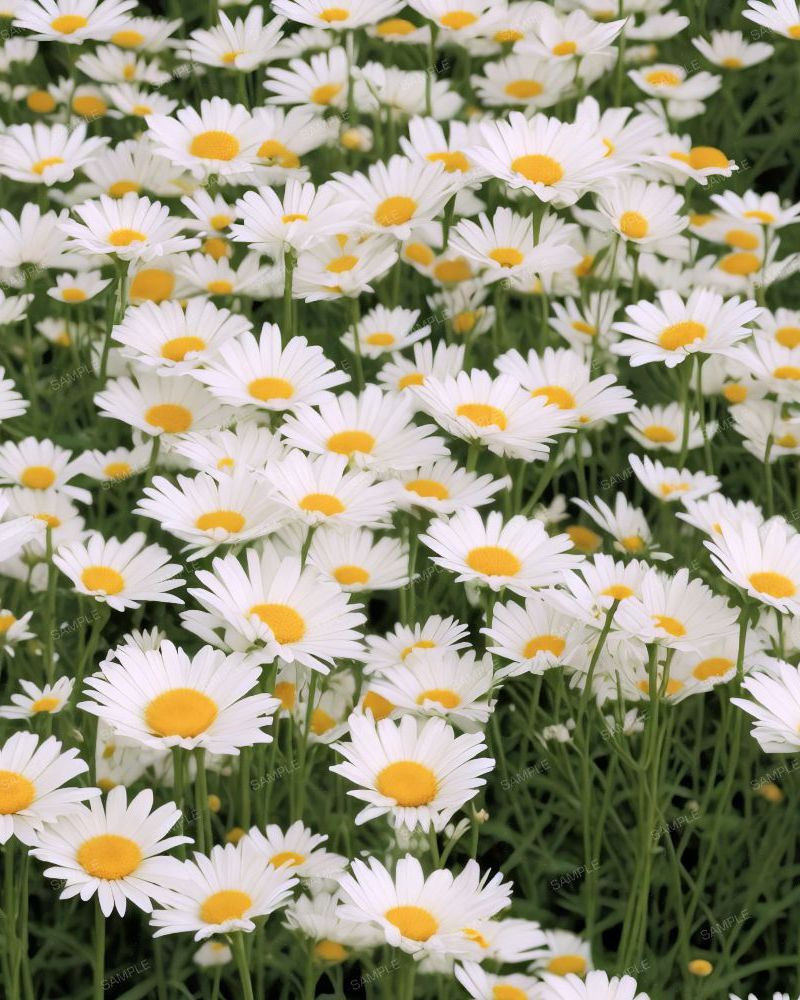 Field of Daisies