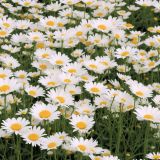 Field-of-Daisies.jpg