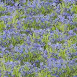 Field-of-Forget-Me-Not-Flowers-thumb.jpg