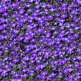 Field-of-Violets.jpg