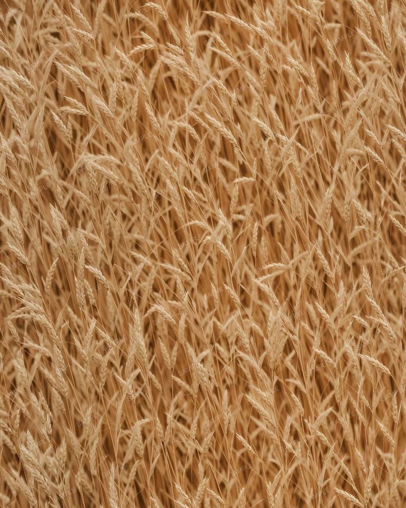 Field of Wheat