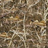 Fish-Forest-22-thumb.jpg