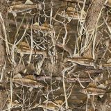 Fish-Forest-23.jpg