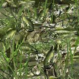 Fish-Forest-24-thumb.jpg
