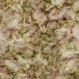 Fish-Frenzy-HexCamo-25-thumb.jpg