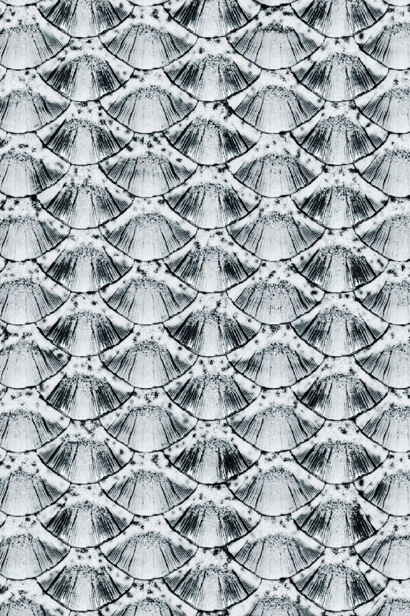 Fish Scales Overlay