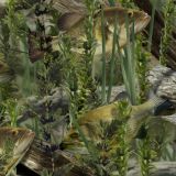 Fishoflage-Bass-Camo-thumb.jpg