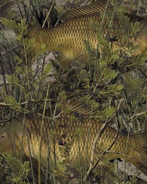 Fishoflage Carp Camouflage